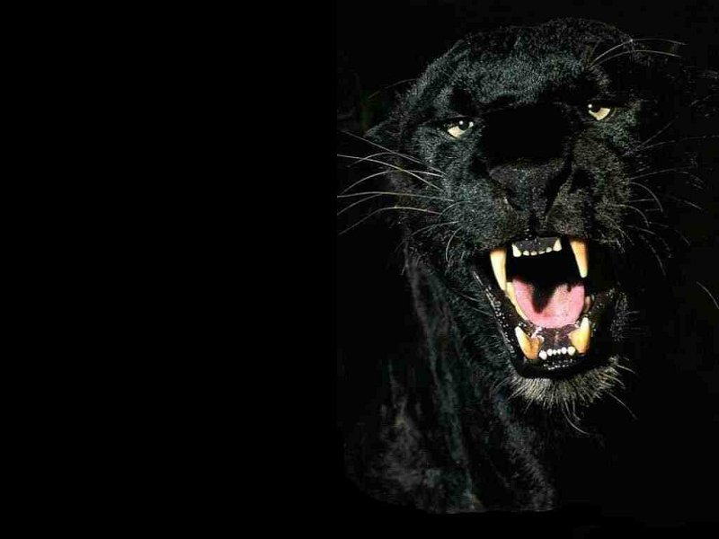 Blackpanther - 09.jpg